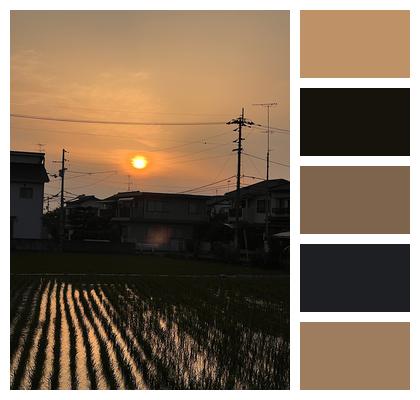 Sunset Japan Rice Field Image